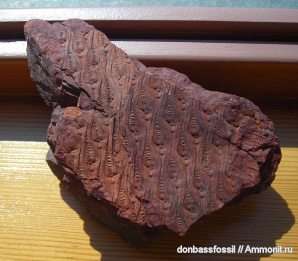 карбон, лепидодендрон, Донецк, Lepidodendron aculeatum