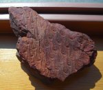 Lepidodendron aculeatum