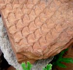 Lepidophloios