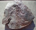 Ветвь Lepidodendron