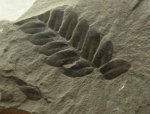 Neuropteris