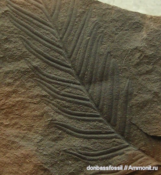 карбон, Донецк, Alethopteris, Alethopteris lonchitica