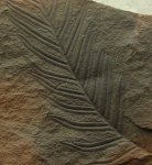 Alethopteris lonchitica