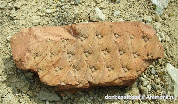 карбон, лепидодендрон, Донецк, Lepidodendron