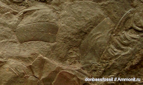 Neuropteris