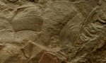 Neuropteris
