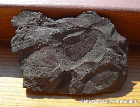 лепидодендрон, сигиллярия, птеридоспермы, лепидофлойос, Neuropteris