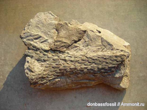 карбон, лепидодендрон, Донецк, Lepidodendron