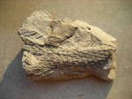 Фрагмент ветви Lepidodendron