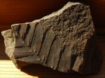 Neuropteris