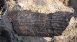Фрагмент внутреннего отлива стебля Calamites