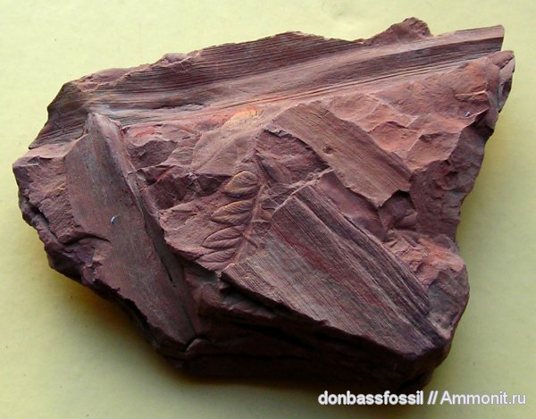 Cordaites
