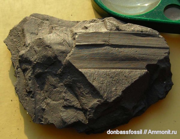 Cordaites
