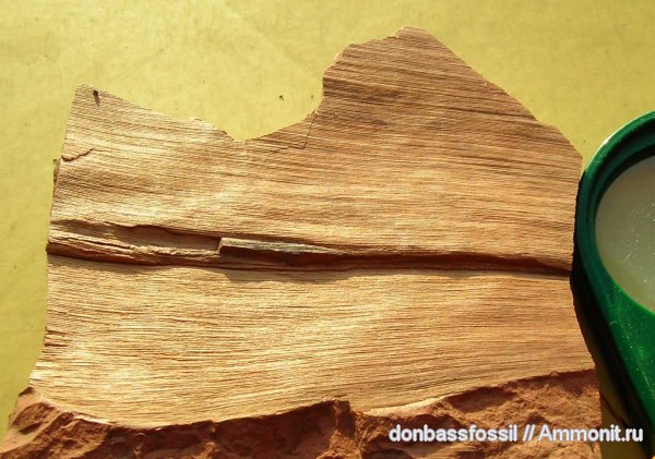 Cordaites