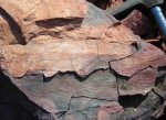 Calamites (Stylocalamites) undulatus Sternberg