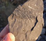 Lepidostrobus spinosus (Стробил лепидодендрона)