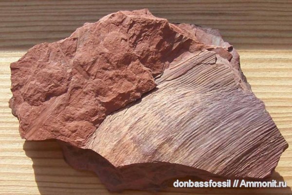 Cordaites