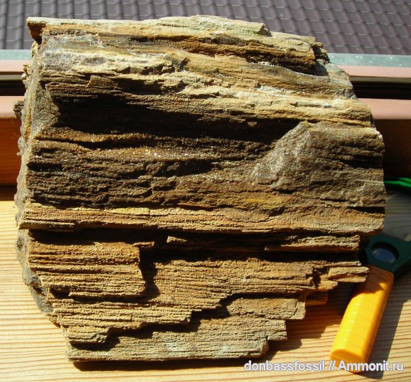 Окаменевшая древесина (Рetrified wood)