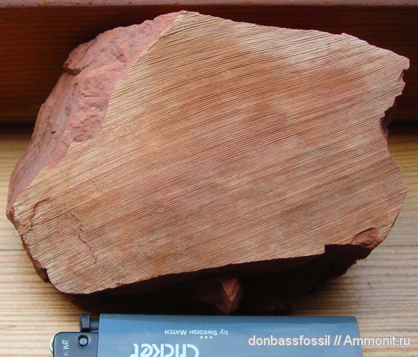 Cordaites