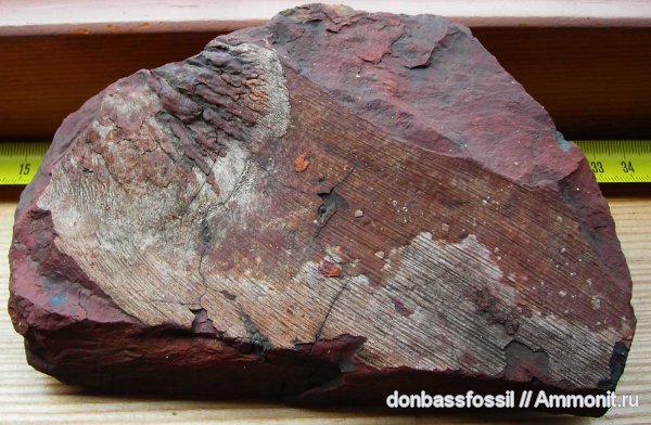 Cordaites
