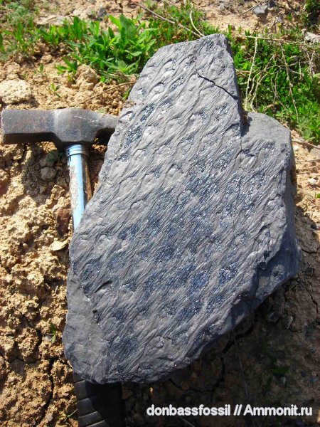 карбон, лепидодендрон, Донецк, Lepidodendron