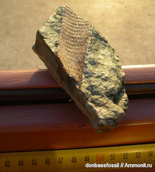 Lepidodendron