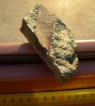 Lepidodendron caracubense