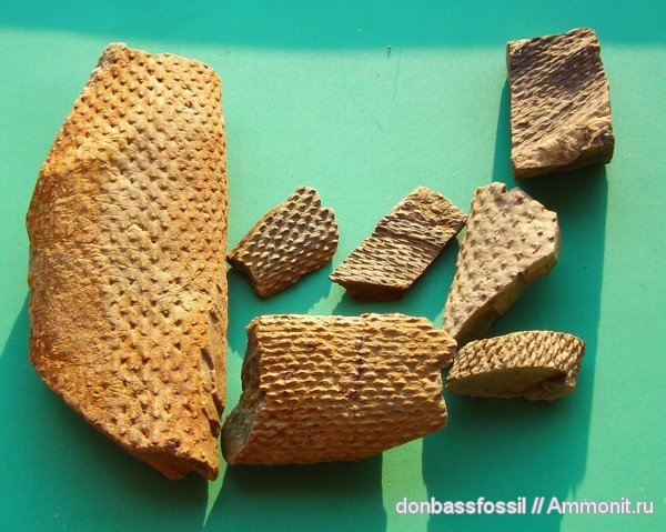 Lepidodendron
