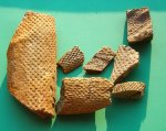 Lepidodendron caracubense