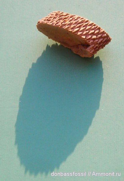 Lepidodendron