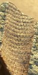 Lepidodendron caracubense