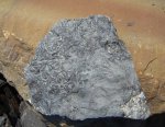 Sphenophyllum