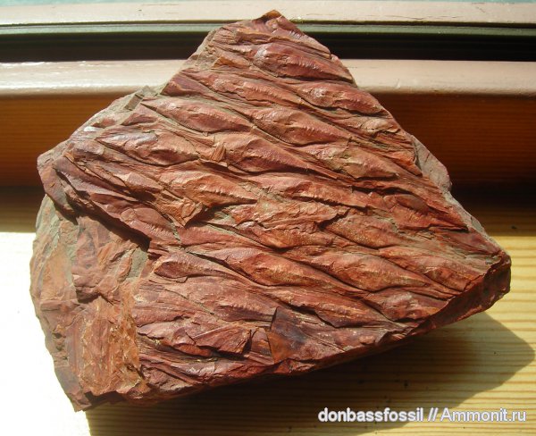 лепидодендрон, кора, листовые подушки, парихна, Lepidodendron