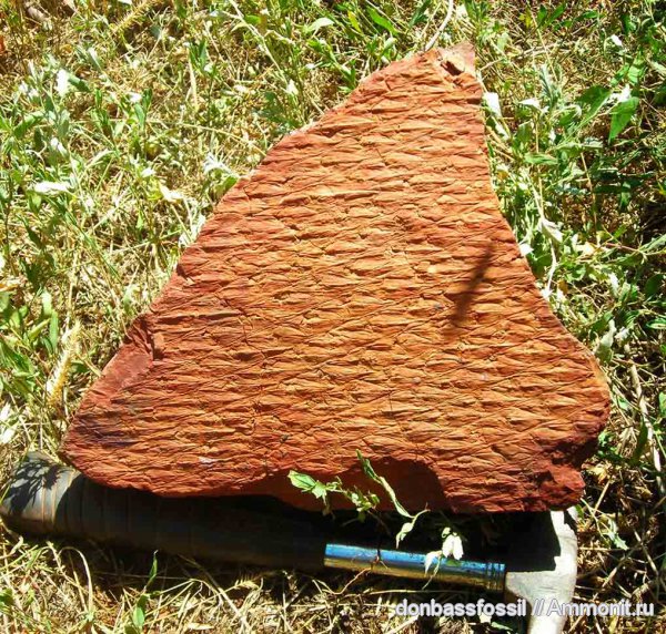лепидодендрон, Донецк, Lepidodendron