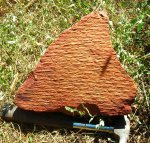 Лепидодендрон (Lepidodendron sp.)