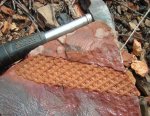 Lepidodendron sp.