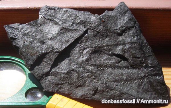 Bothrodendron, ботродендрон