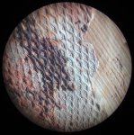 Lepidodendron - молодая кора