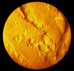 Microconchids на листе Neuropteris