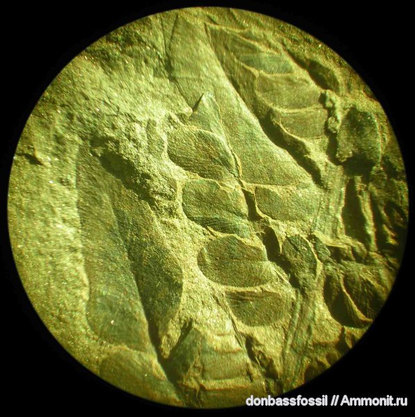 Neuropteris, нейроптерис