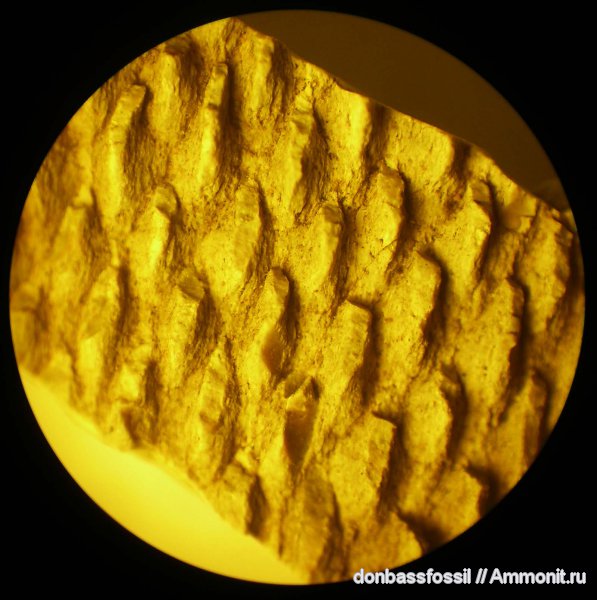 Lepidodendropsis