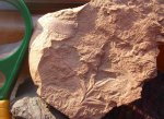 Alethopteris lonchitica, фрагмент листа