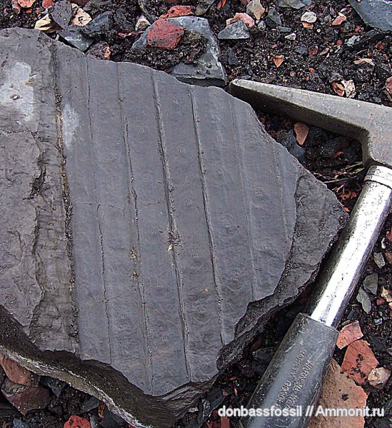 сигиллярия, Донецк, Sigillaria, Sigillaria scutellata