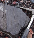 Sigillaria scutellata
