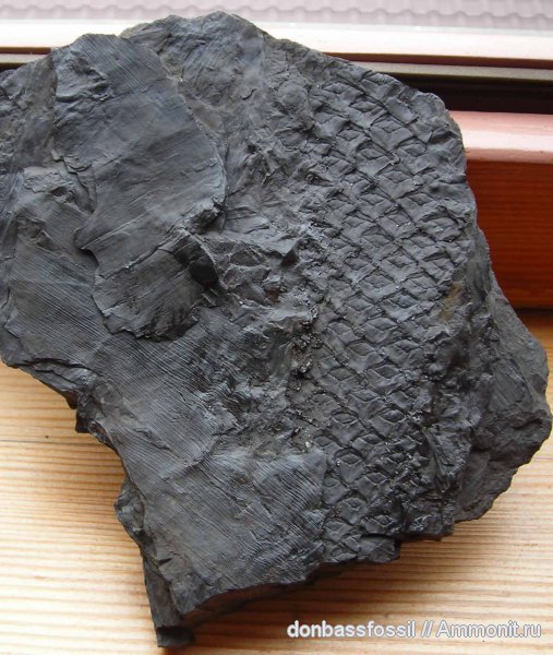 Lepidodendron, Lepidodendron mannebachense