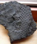 Lepidodendron mannebachense