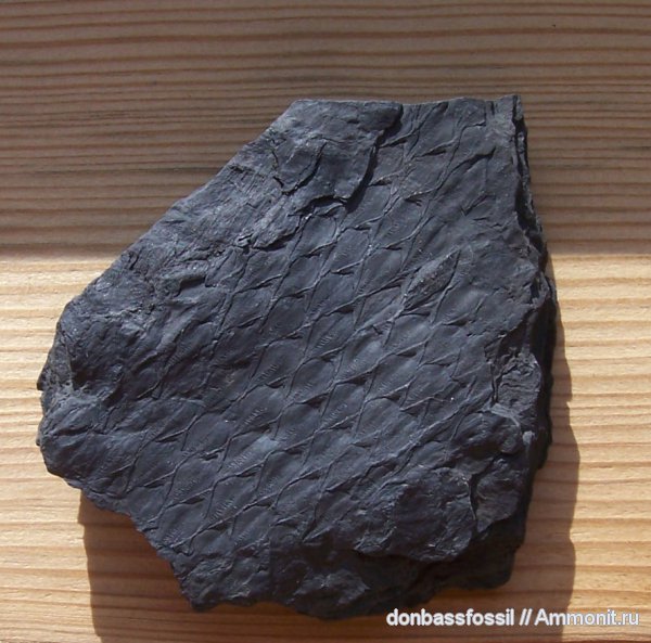 лепидодендрон, Донецк, Lepidodendron