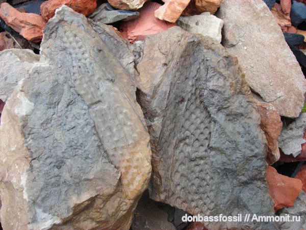 карбон, лепидодендрон, Донецк, Lepidodendron