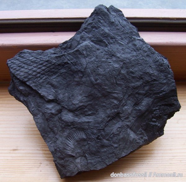 лепидодендрон, Донецк, Lepidodendron