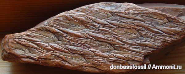 карбон, лепидодендрон, Донецк, Lepidodendron